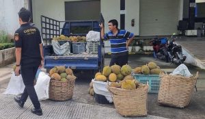 Durian Kalbar Laku Keras di Malaysia